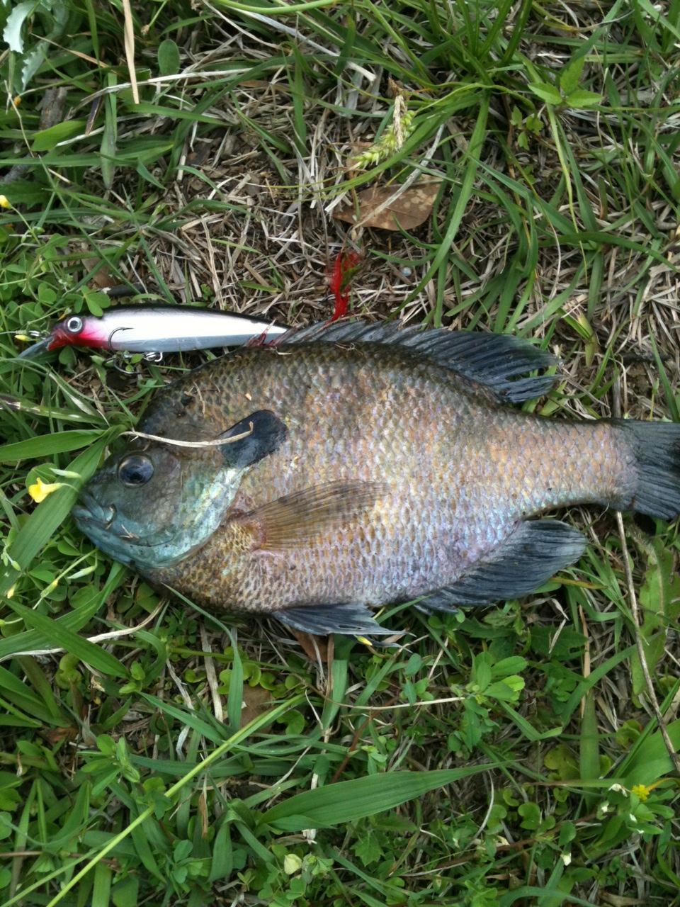 There are so many bream in the lake that they are hitting bass lures.