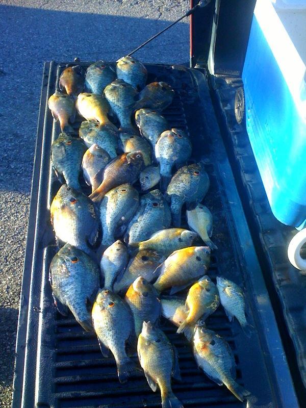 Above is a tailgate covered in bream, many of