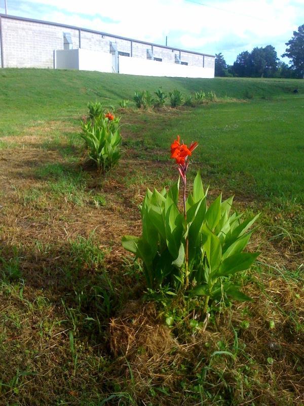 I used the mower to trim the grass around the cannas
