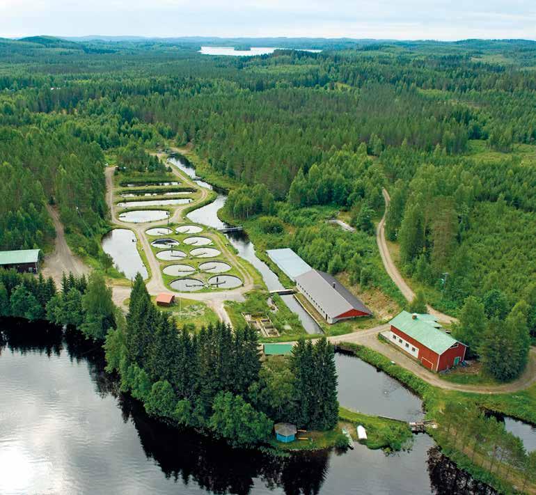 Forms of production Finnish aquaculture production forms an entire system, where the growing of the parent fish, roe incubation and fry growth mainly takes place in inland plants.