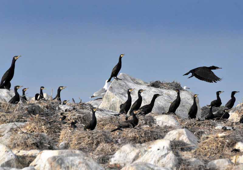 SEALS AND CORMORANTS DETRIMENTAL TO FISH STOCKS In recent years, debate has arisen concerning the adverse effect of predators (i.e., seals and cormorants) on fish stocks and fish farming in the fishing industry.