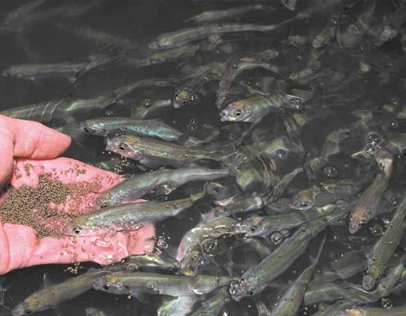 Environmental impact of fish farming The environmental impact of fish farming has been discussed greatly in the past.
