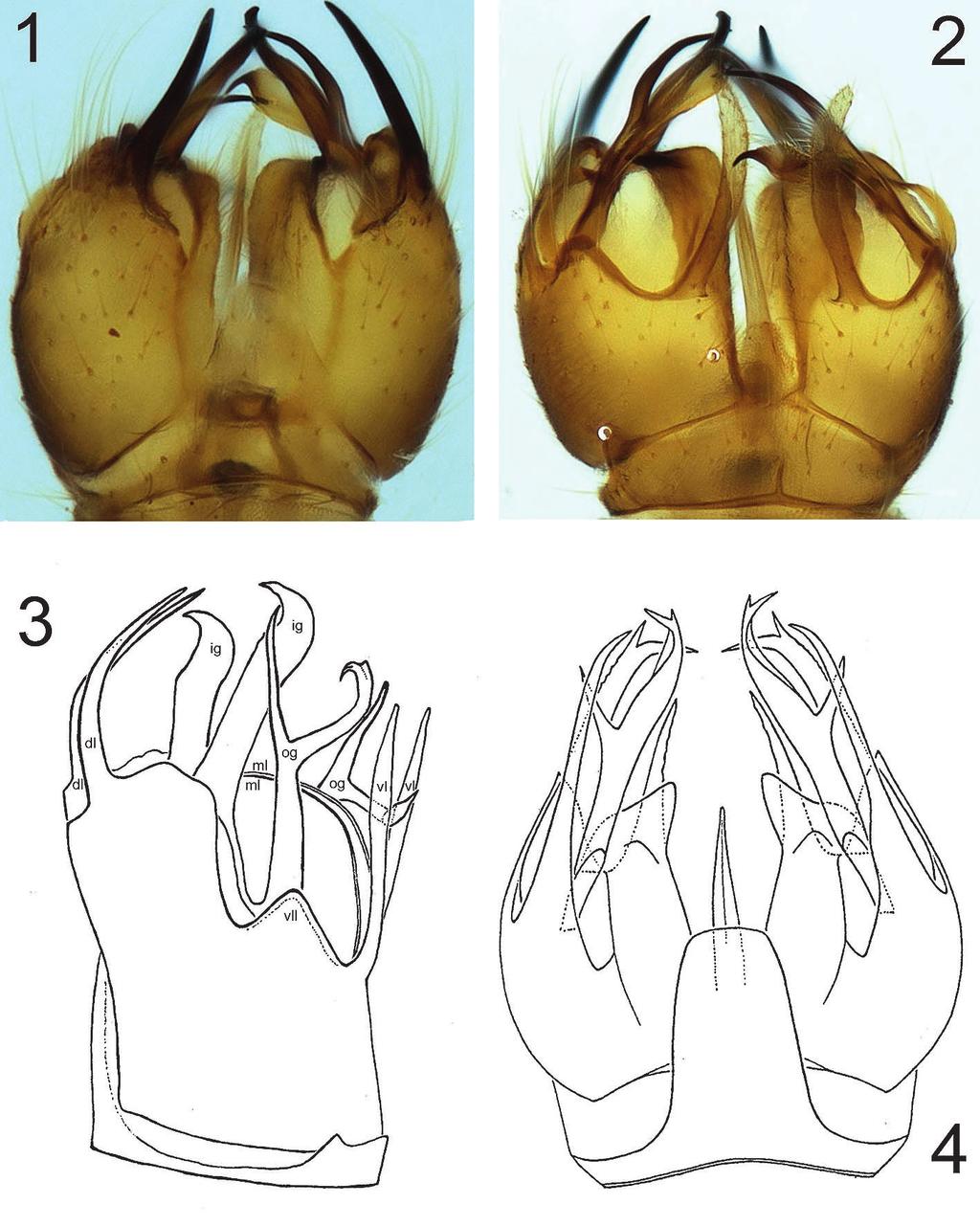 1113 Figs 1-4: Molophilus (Molophilus) spp., male, genitalia: (1-3) M. (M.) johnmartini nov.sp.: (1) dorsal; (2) ventral; (3) lateral; (4) M. (M.) gracilis SKUSE, dorsal.