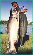 neopterygians Infraclass Teleostei World record king salmon Oncorhynchus tshawytscha Superorder