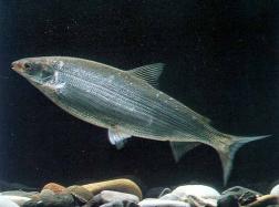 Subfamily Salmoninae - salmon and trout Subfamily Thymallinae - grayling One of the most studied groups of