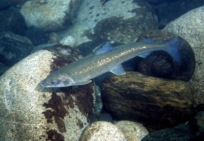 Coregonus lavaretus 4 Kvernvika 38 36 Body length (cm) Gløtfossen Fish sampled during spawning at spawning