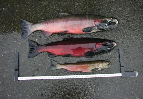 dependence Length of fresh water phase Cutthroat trout (> yr)
