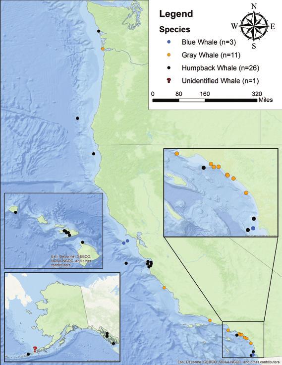 Location of Confirmed Entanglement Cases In 2017, large whale entanglements were reported and confirmed in the waters of 13 states, along all U.S. coasts except within the Gulf of Mexico.