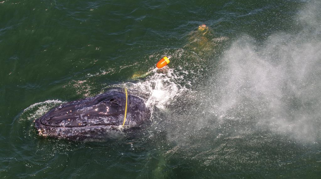 The National Large Whale Entanglement Response Network NOAA Fisheries coordinates the national Large Whale Entanglement Response Network, which is composed of four regional networks on the East Coast