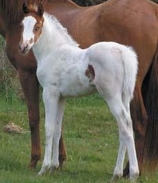 Miss Moneypenny Born 15th September, 2006 Sire: Moneyman (chestnut overo) Dam: Costa Miss Attitude (chestnut) Anawa Performance Horses We are proud to present the first 2 foals born here this season.