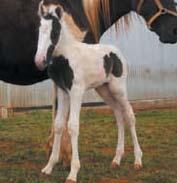 Foaling Gallery cont.