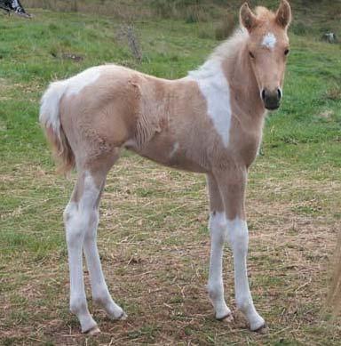 He has a lovely easy going nature, powerful, uphill and elevated movement, excellent conformation and striking colour to boot. Casey will definitely be having another foal to Eitsje next season.