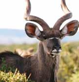 Game Ranch Management Faculty of Science The game industry in the Eastern Cape has developed into a multi-million rand business industry and has experienced extensive growth rates over the