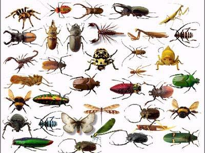 Class Insecta Examples include Flies Bees Butterflies Grasshoppers Beetles Phylum Echinodermata Live in aquatic environments While many echinoderms begin life as a bilateral larva, later in life they