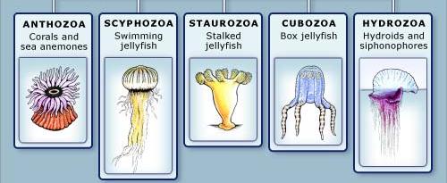 Phylum Cnidaria The Phylum Cnidaria includes such diverse forms as jellyfish, hydra, sea anemones, and corals. Cnidarians have radial symmetry. Cnidarians have two basic body forms, medusa and polyp.