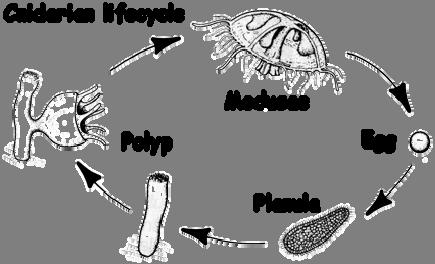 Pylum Annelida