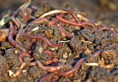 Earth Worms Improve the physical structure of the soil Improve water filtration rates and absorption rates helping the