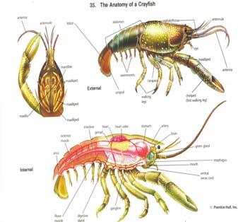 Phylum Arthropods Of the roughly one and a quarter million named animal species, over one million are arthropods. These animals occupy by far the widest variety of habitats on Earth.