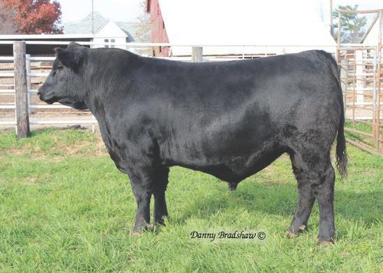 38 Special progeny are visual favorites of visitors to Hoover Angus, for having a notch more frame, length, and muscle. As bred heifers, his daughters look like they will make beautiful cows.