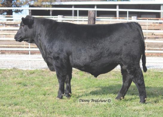Ultrasound data from the spring 2018 Hoover Angus heifer crop showed that the top FOUR marbling heifers among 100+ heifers were all sired by 38 Special!
