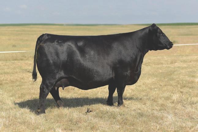 38 Special was definitely the power, high performance bull of his flush and is siring calves exactly the same, yet with very respectable birth weights.