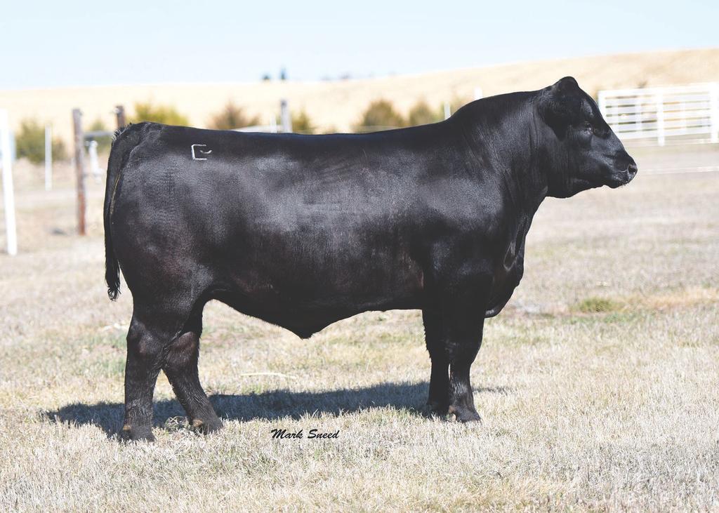 85 accuracy or higher, 38 Special is the only sub-zero BW EPD bull that exceeds a +80 WW EPD! 38 Special is a unique blend of his sire s calving ease and his dam s larger frame and power.