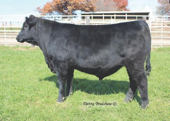 Hoover Top Cut T1 S4 s WW EPD, YW EPD, Maternal Brother to S4 Docility EPD, and eaned Calf Value are all above the top 1% of the breed! Dam M3 is a 17th generation bred, born, and raised Hoover cow!