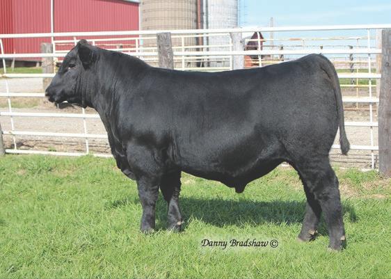 J59 # Baldridge Isabel T935 Erica of Ellston C124 # TC Friction 5130 # Blueblood Lady Ellston B305 # SEMEN $25 CERTIFICATES $40 S4 was the $39,000 top-selling bull of our 2018 auction.