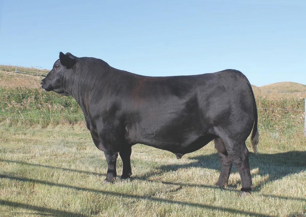 No Doubt is the buzz of the Angus breed! His progeny have met the market s demands for width of base, superior feet, and sound skeletons with real-life true performance that is not just genomicbased.