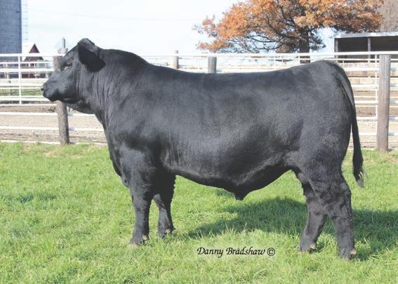Backed by Bullseye and CC&7 two of the highest proven bulls for Docility in the history of Docility EPD, the No Doubt progeny are unquestionably breed leaders for this important trait.