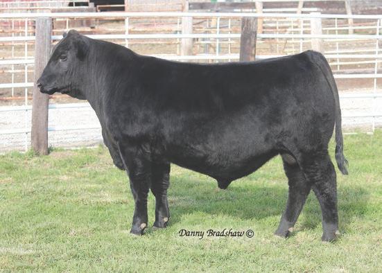 He also tied as the top scanning ribeye bull (among 81 yearlings) with a 17.3 ribeye, ratio 114! No Doubt calves undoubtedly come to the top of every crop.