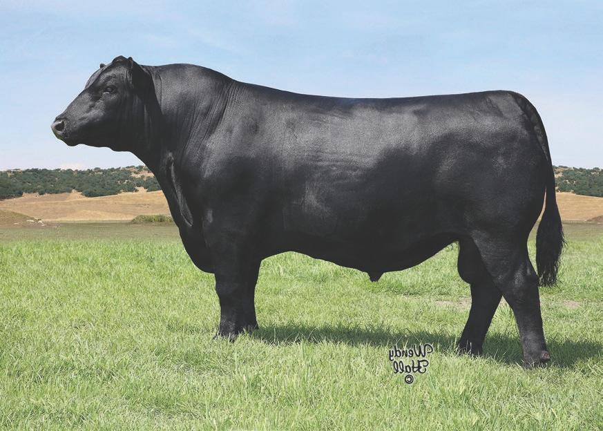 No Doubt sons were the top-selling sire group at $11,750 in our 2018 sale. No Doubt daughters from our 2017 crop were the 2nd and 3rd top WW heifers.