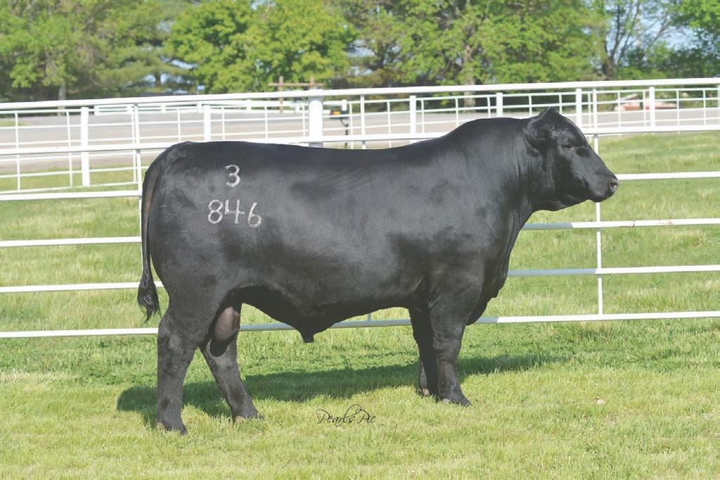 The second topselling bull of the auction, Hoover Ambition, was a Commander son selling for $30,000. Every calf crop at Hoover Angus sees tremendous growthy Commander calves.