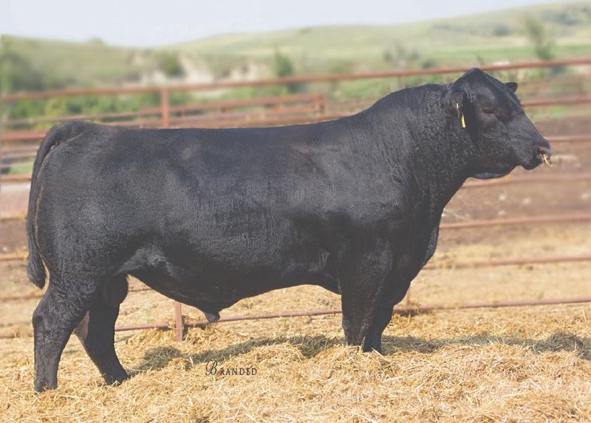 high weaning weight sire group. Commander sired the top ratioing sire group in both the bull and heifer calves in our 2015 spring calf crop and repeated that success in the 2016 heifer crop.