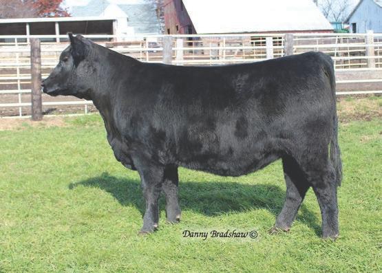 He was our top pick among 500+ bulls in Whitman, Nebraska for the Hoover family, after seeing the mothers of their top 5 bull picks in the Connealy offering.
