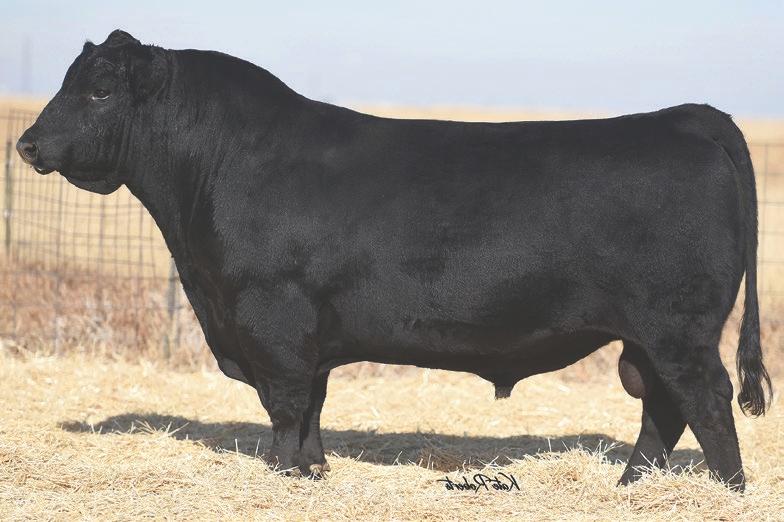 G366 maintains a perfect 365 day calving interval on her 8 natural progeny, which includes stealing flushes four different years! G366 is now 10 years old, her udder and structure is still phenomenal.