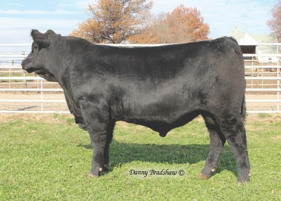 G366 daughters produced the two lead-off bred heifers in our 2018 auction, selling for $48,000 and $22,000! G366 herself weaned at 716 lbs.