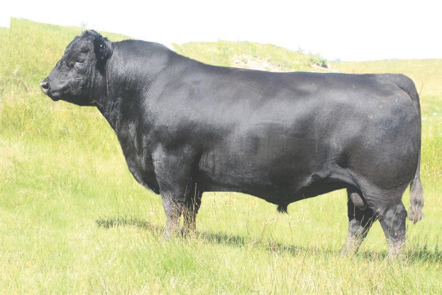 As a yearling heifer, G366 was one of the top 10 WW EPD females in the breed! G366 s great grandam V65 is the grandam of Hoover Dam. This Erica cow family has put 6 bulls in 5 different AI studs.