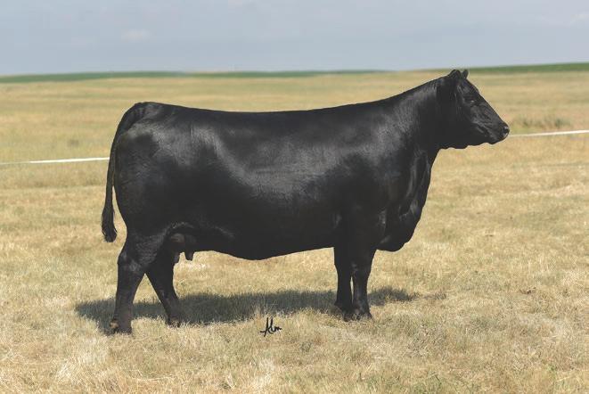 Top Notch was the #1 eaning bull of the entire auction of 112 bulls. Top Notch was a member of the Fab Five, the set of 5 flush brothers that averaged $23,800!