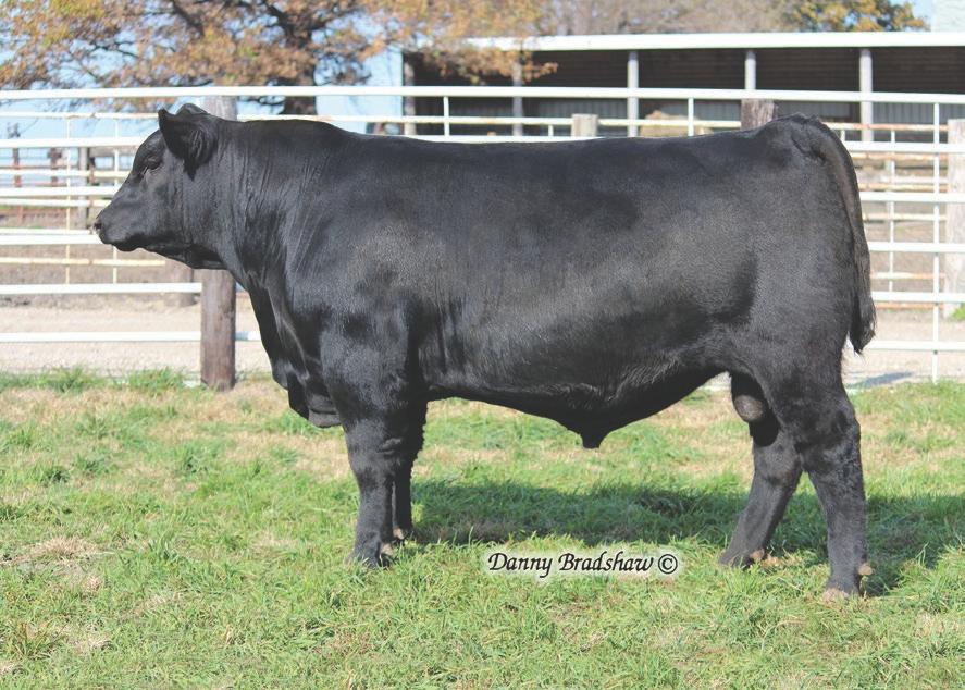 Top Notch s first calves were weaned in the fall of 2018, and the 2nd top weaning weight bull of the Hoover crop was sired by him!