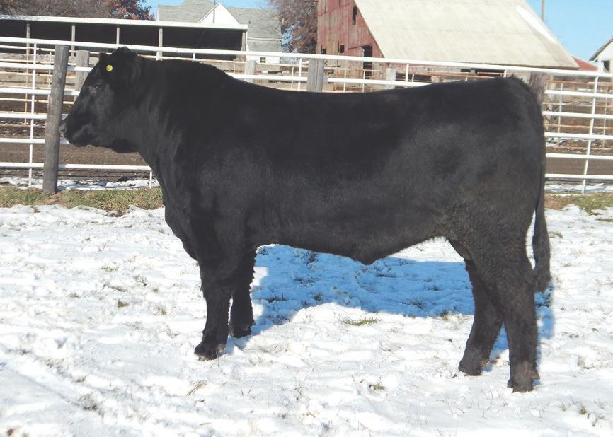 He is an attractive bull with excellent structure, hoof shape and depth of heel. We purchased Delmonico as a coming three year-old, +60.24 +70.33 +49.00 +153.