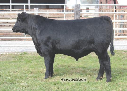 306E S A F Connection # SydGen Forever Lady 4087 TC Gridiron 258 # G G Pride 9232 # SEMEN $22 CERTIFICATES $40 Elation was the $25,000 second top-selling bull in our 2014 auction selling to