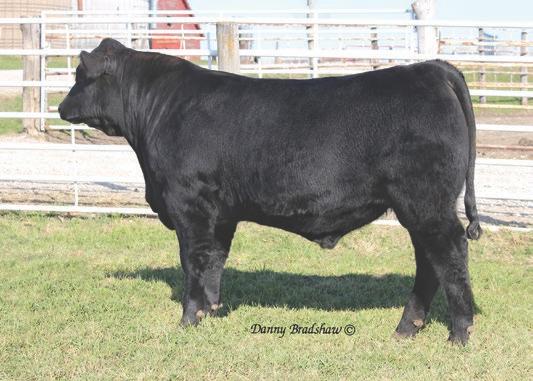He has been used successfully in many large heifer breeding Hoover Elation R55 $11,500 Elation Son projects, as progeny are short gestation, low birth weight calves.
