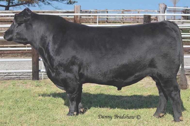 His Docility EPD at the top of the breed is very telling of the bull s excellent disposition.