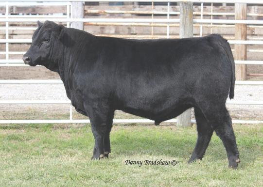 Sizzle s dam that we viewed the morning of the SydGen sale records 4-108 WR and 4-107 YR. She has entered the donor program at SydGen. Sizzle s grandam is the dam of ALC Big Eye D09N.