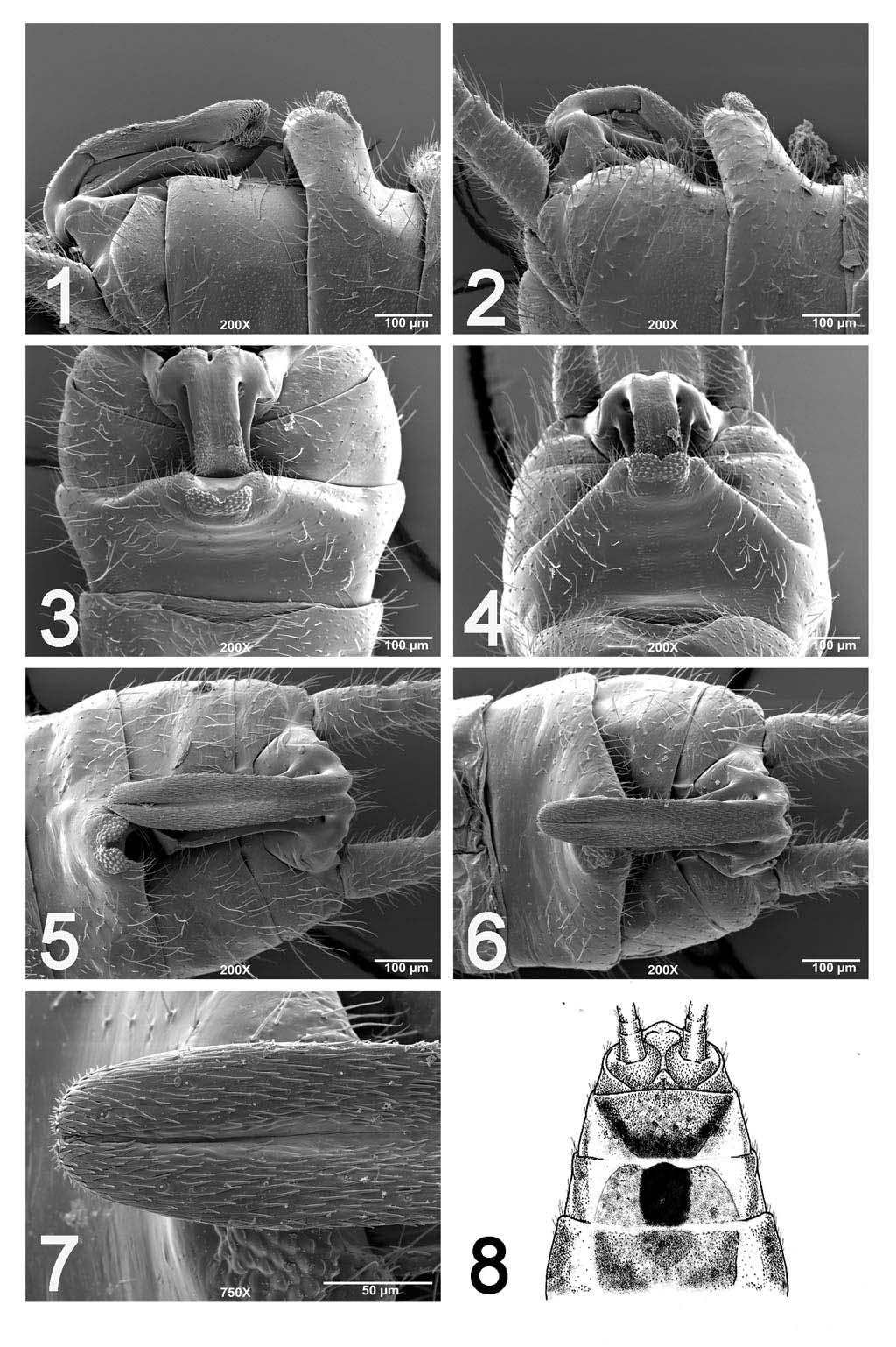 Figs. 1 8. Allocapnia muskogee. 1. Male terminalia, lateral, SEM micrograph, 200X, 2. Male terminalia, lateral, SEM micrograph, 200X, 3. Male terminalia, dorsal, SEM micrograph, 200X, 4.