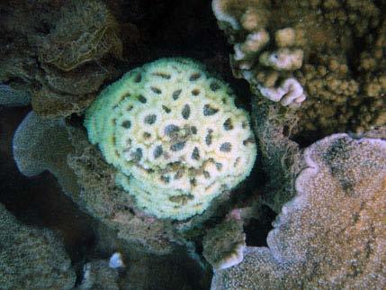Low levels of hard coral bleaching were observed both in the winter and summer