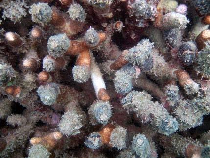 Soft coral bleaching was also observed during the Summer 2006 survey.