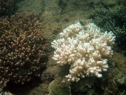7 Possible bleached hard coral and scarring observed at Middle Reef. Plate 3.
