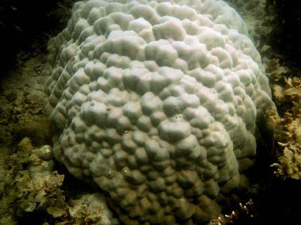The incidence of coral bleaching